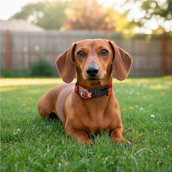 Hoppla Rambo Polyester Dog Collar - Image 3