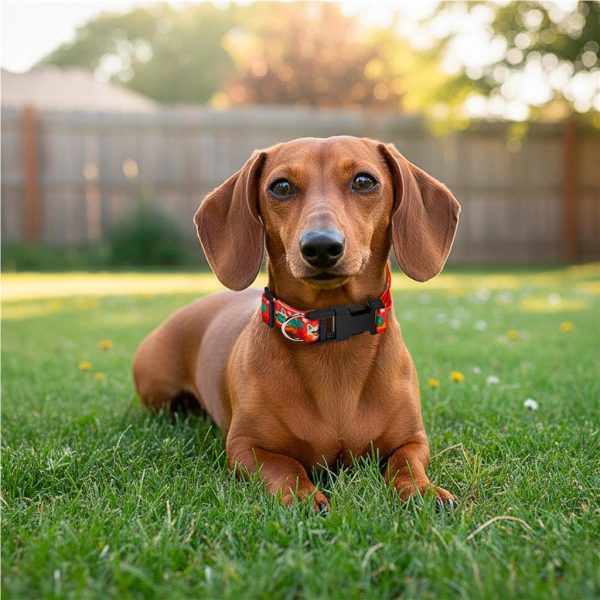 Pre-Production Sample Hoppla Rambo Polyester Dog Collar - Image 5